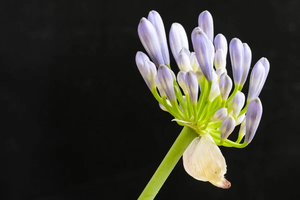 Piękne Purpurowe Kwiaty Ciemnym Tle Koncepcja Latem Widok Bliska — Zdjęcie stockowe