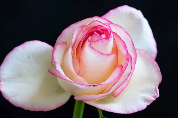 Hermosa Flor Rosa Cerca — Foto de Stock