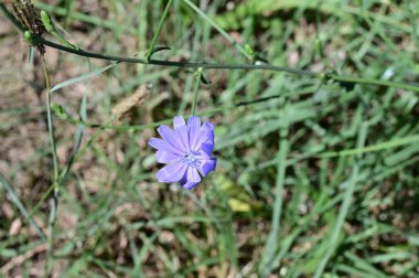 Bahçedeki güzel çiçek, kapat