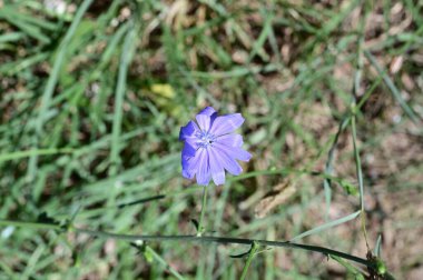 Bahçedeki güzel çiçek, kapat