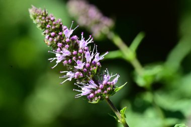 Koyu arkaplanda güzel mor çiçekler, yaz konsepti, yakın görüş