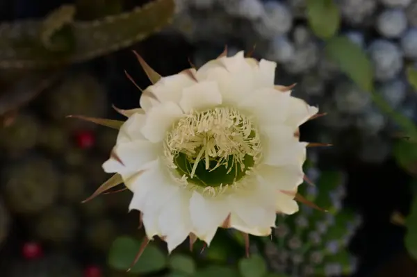 stock image beautiful cactus  flower   close up