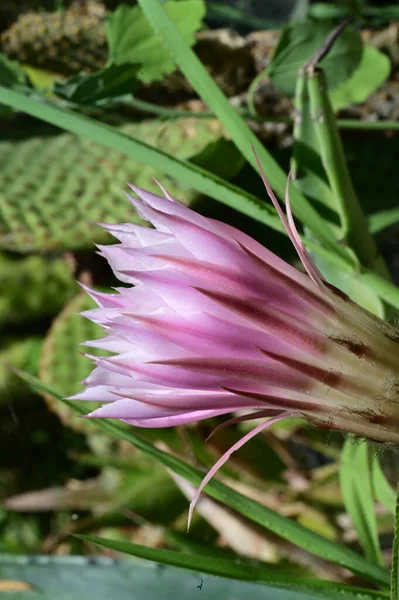 Hermosa Flor Cactus Cerca —  Fotos de Stock