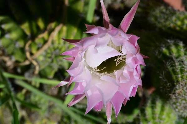 Beautiful Cactus Flower Close — Stock Photo, Image