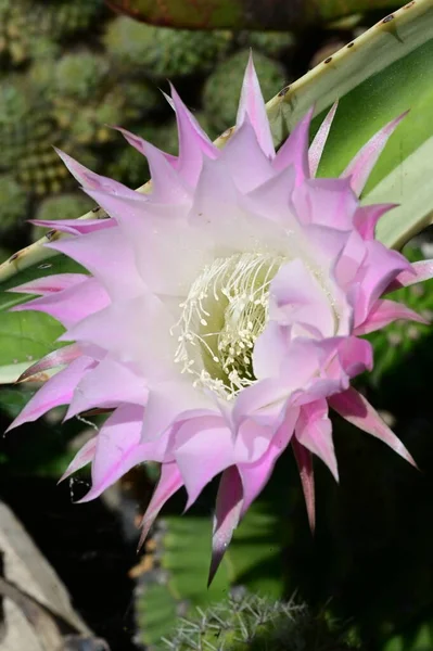 Hermosa Flor Cactus Cerca —  Fotos de Stock