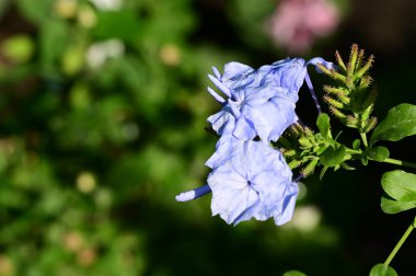 Bahçedeki güzel parlak çiçekler 
