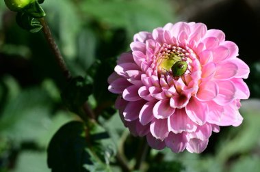 Bahçedeki güzel çiçek, kapat