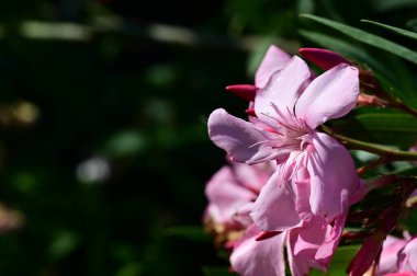 Bahçedeki güzel parlak çiçekler 