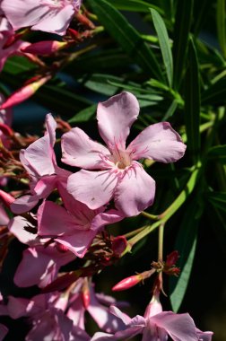 Bahçedeki güzel parlak çiçekler 
