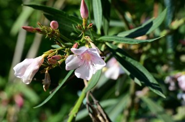 Bahçedeki güzel parlak çiçekler 