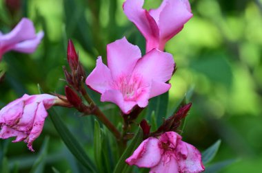 Bahçedeki güzel parlak çiçekler 