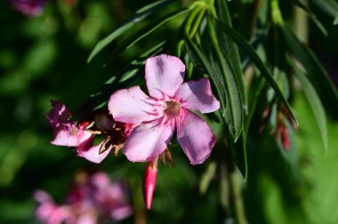 Bahçedeki güzel parlak çiçekler 