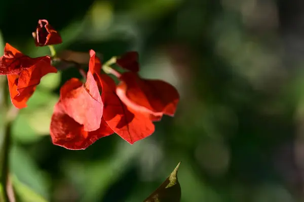 夏日阳光明媚 花园里长着美丽的红花 — 图库照片