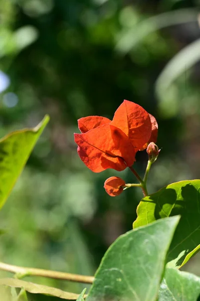 Красиві Червоні Квіти Ростуть Саду Літній Сонячний День — стокове фото
