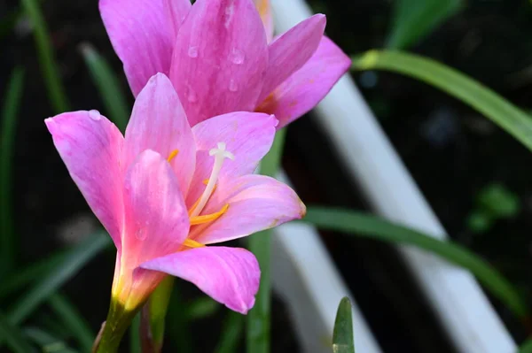 Mooie Heldere Bloemen Tuin — Stockfoto