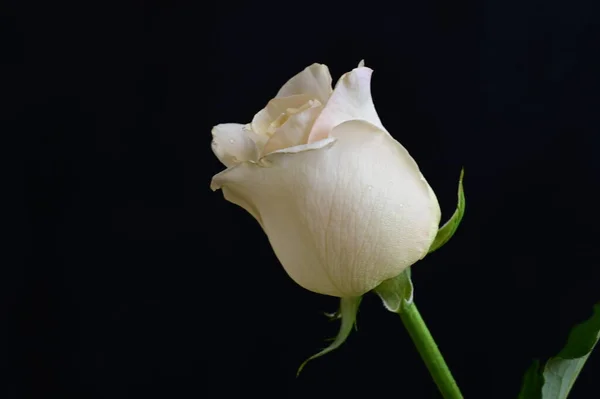 Beautiful Rose Flower Close — Stock Photo, Image