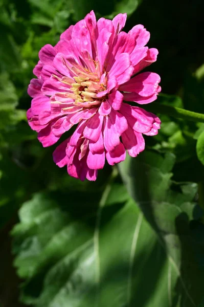 Όμορφο Λουλούδι Στον Κήπο Κοντά — Φωτογραφία Αρχείου