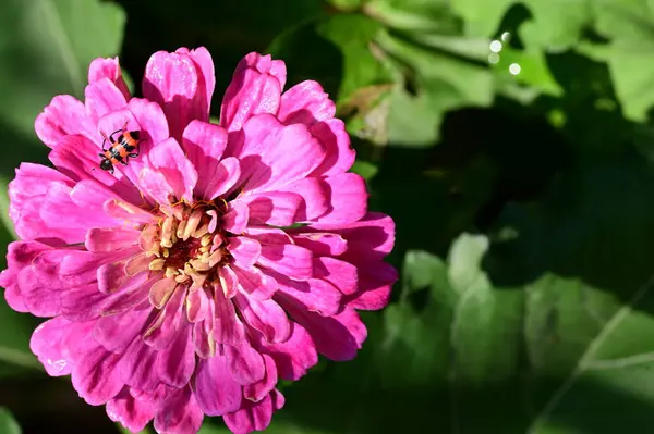 Beautiful Flower Garden Close — Stock Photo, Image
