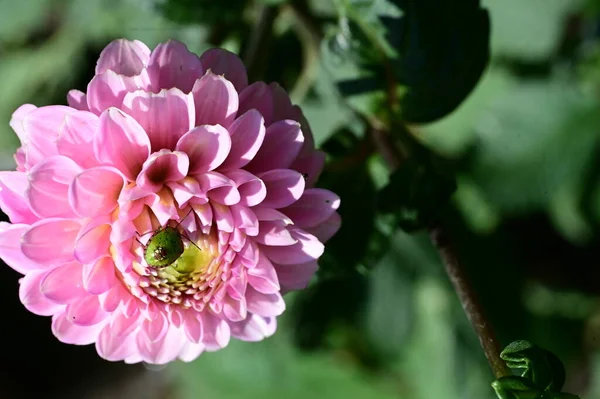 Piękny Kwiat Ogrodzie Bliska — Zdjęcie stockowe