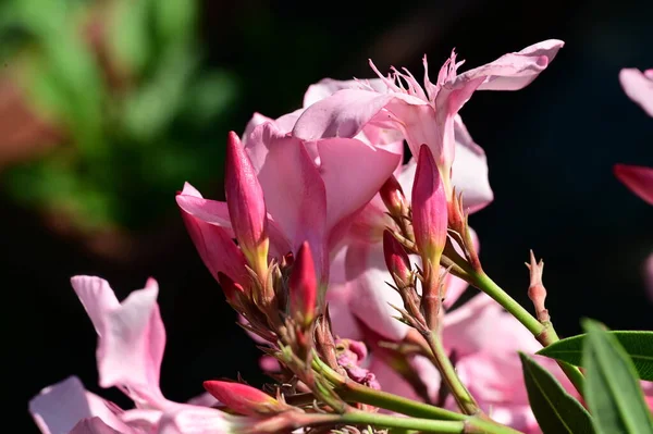 Gyönyörű Fényes Virágok Kertben — Stock Fotó