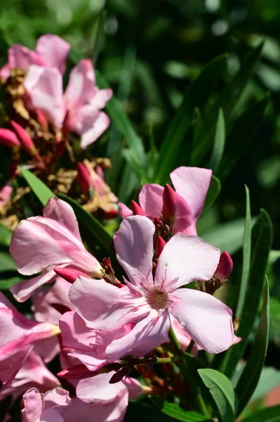 Belas Flores Brilhantes Jardim — Fotografia de Stock