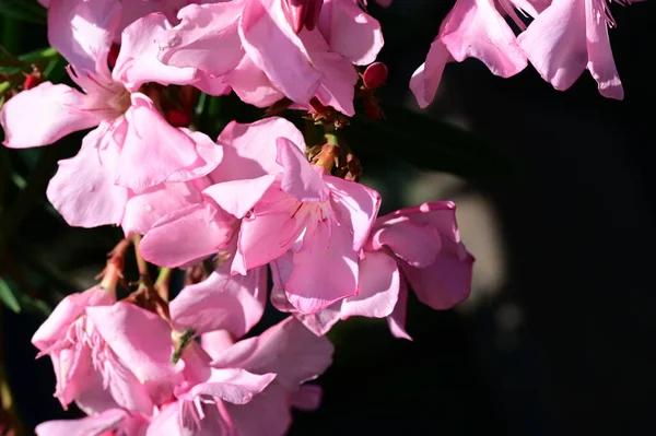 Stock image beautiful bright flowers  in garden 