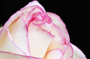 Güzel gül çiçeği, yakından.