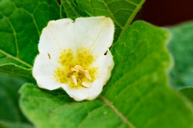 Bahçedeki güzel çiçek, kapat
