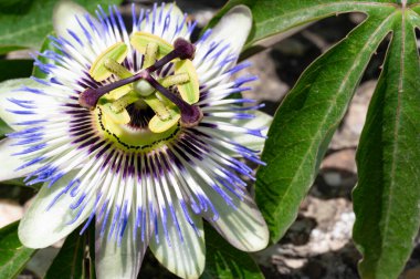 Bahçede güzel çiçek yakın