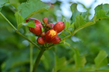 Güneşli yaz gününde bahçede yetişen güzel kırmızı çiçekler.