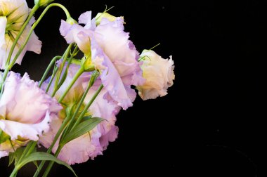 Koyu arkaplanda güzel mor çiçekler, yaz konsepti, yakın görüş