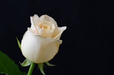 Siyah arkaplanda güzel beyaz bir gül