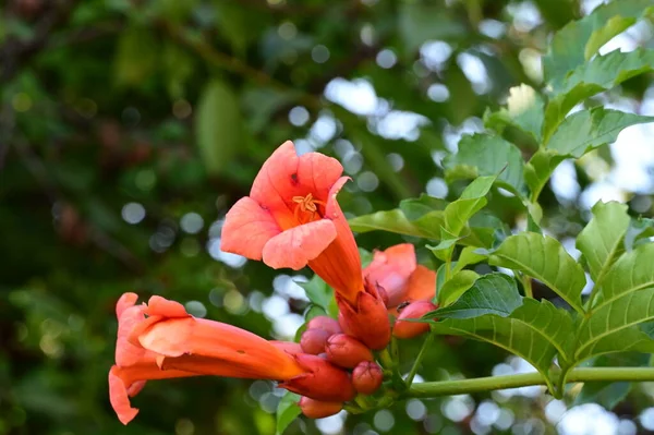 Красивые Красные Цветы Растут Саду Летний Солнечный День — стоковое фото