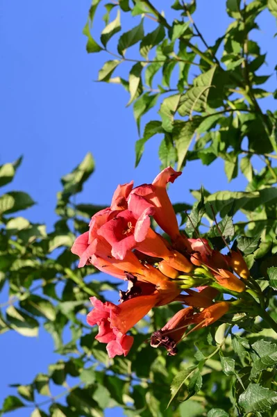 夏の晴れた日に庭で育つ美しい赤い花 — ストック写真