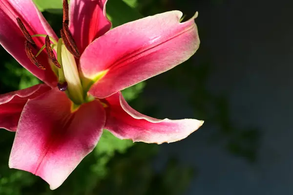 Gyönyörű Liliom Virág Kertben Közelről — Stock Fotó