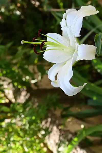 Hermosa Flor Lirio Jardín Cerca —  Fotos de Stock