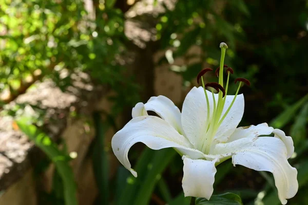 庭の美しいユリの花が近づく — ストック写真