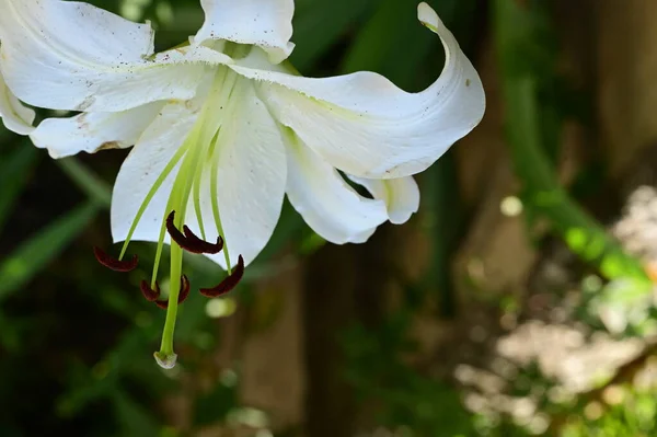 Bahçedeki Güzel Zambak Çiçeğini Kapat — Stok fotoğraf