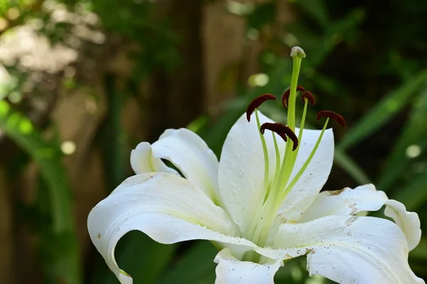 Vacker Lilja Blomma Trädgården Nära Håll — Stockfoto
