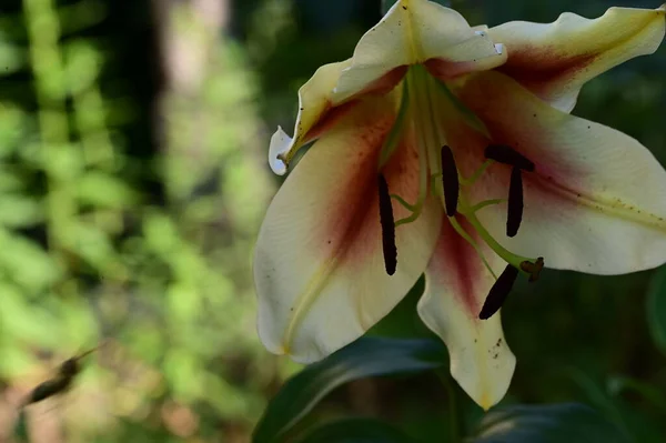 Piękny Kwiat Lilii Ogrodzie Bliska — Zdjęcie stockowe