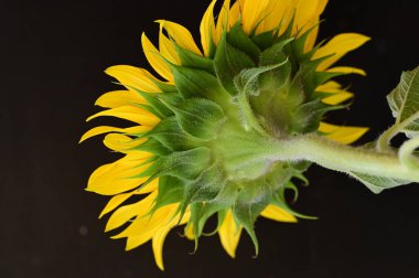 güzel ayçiçeği yakın çekim