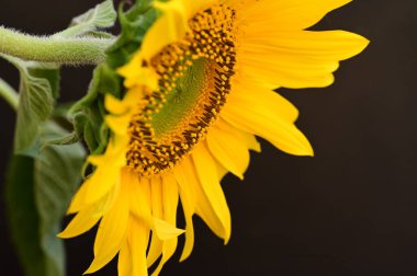 güzel ayçiçeği yakın çekim