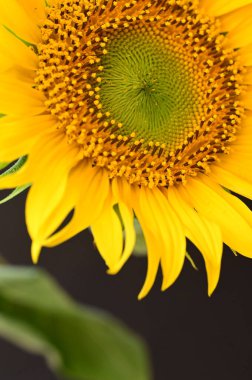 güzel ayçiçeği yakın çekim