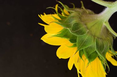 güzel ayçiçeği yakın çekim