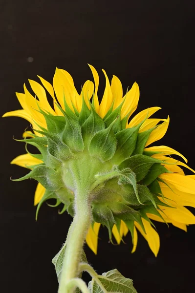 Beautiful Sunflower Close — Stock Photo, Image