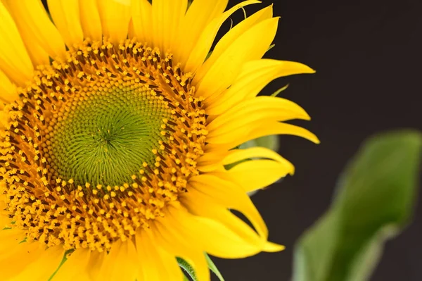 stock image beautiful  sunflower  close up