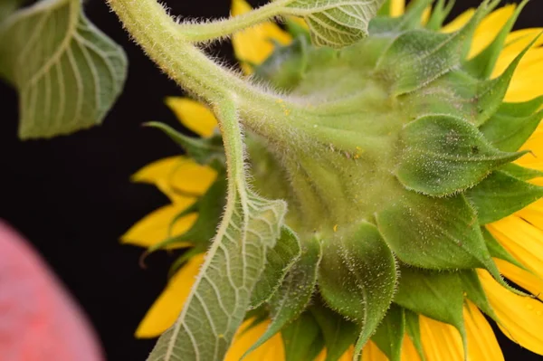 stock image beautiful  sunflower  close up