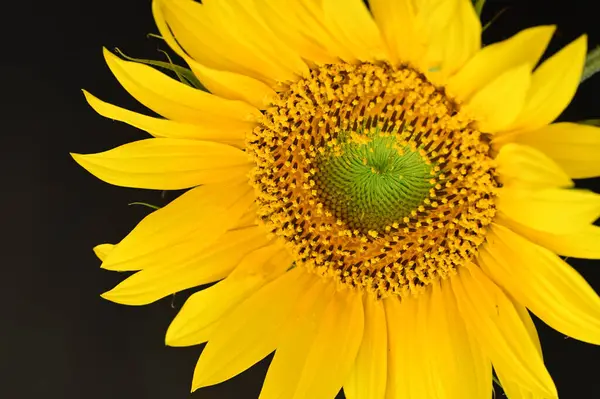 Indah Bunga Matahari Menutup — Stok Foto
