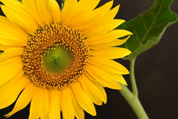 stock image beautiful  sunflower  close up