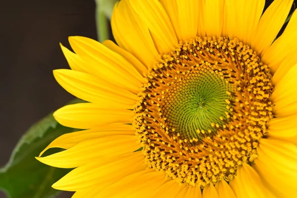 Indah Bunga Matahari Menutup — Stok Foto
